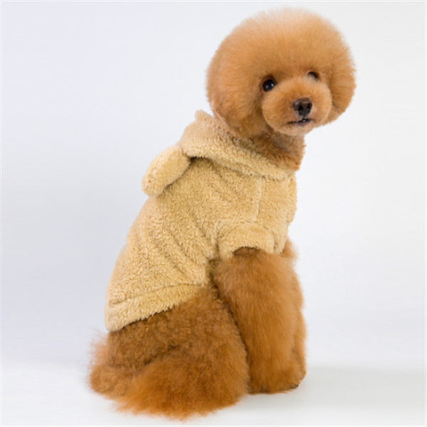 Dog Apparel and Accessories