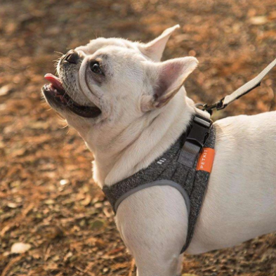 Dog Leash and Harness Set for Outdoor Activities