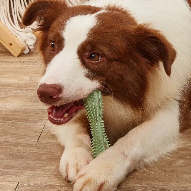 Dental Chews for Dogs
