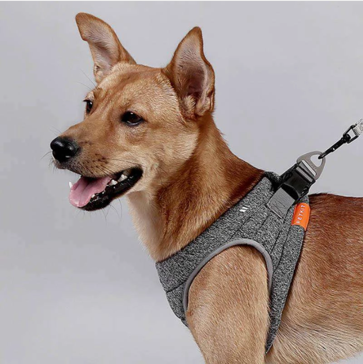 Dog Leash and Harness Set for Outdoor Activities