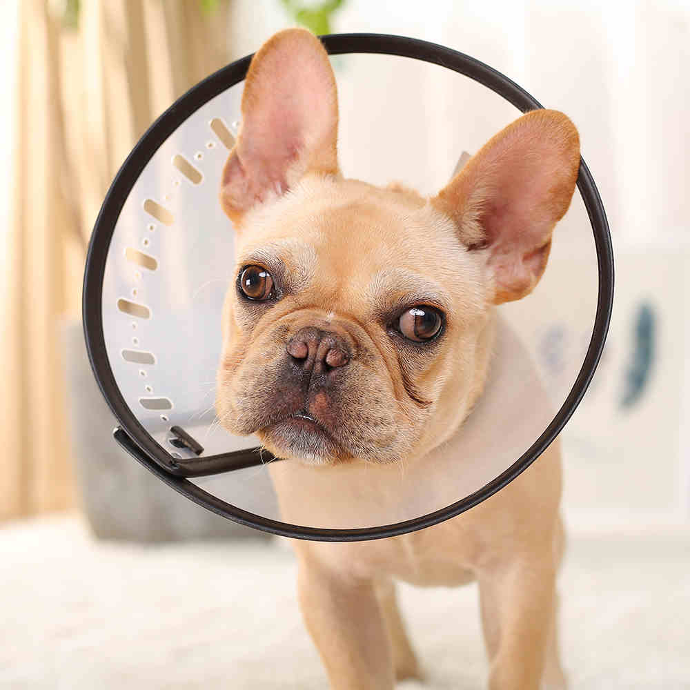 Cat Dog Anti-Bite Licking Pet Collar Ring Method